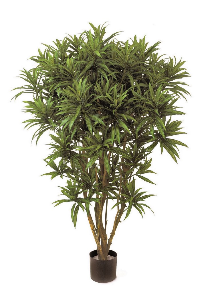 dracaena-reflexa-jamaica-kunstpflanze-stimmungsbild