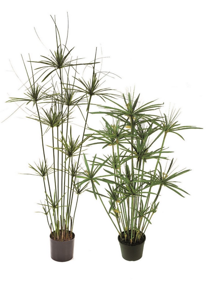 paypyrus-tree-kunstpflanze-stimmungsbild