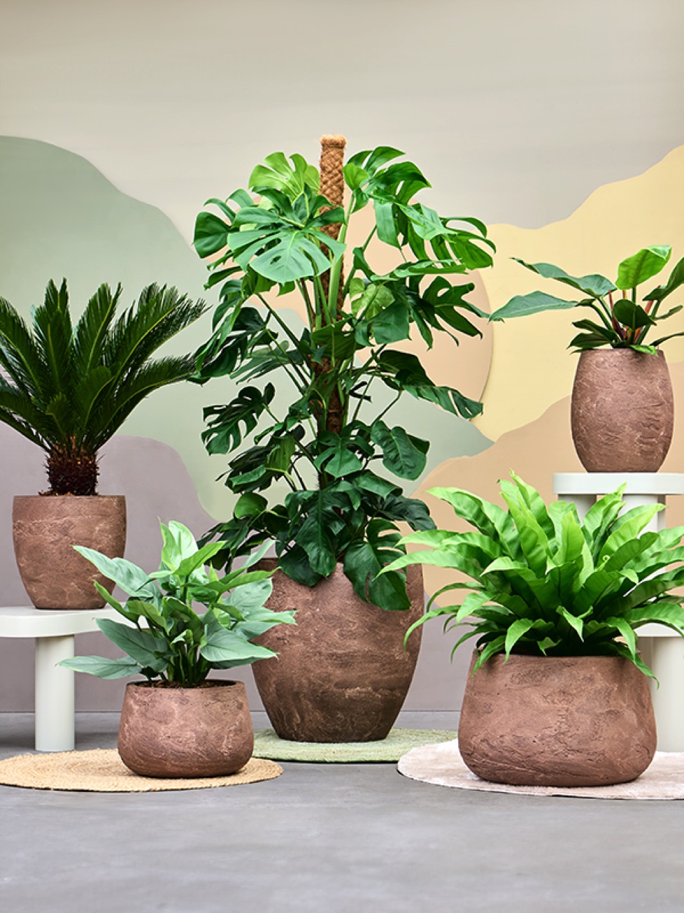 https://www.terrapalme.de/media/image/nk/Algar-Polystone-Pflanzvasen-Stimmungsbild2.jpeg