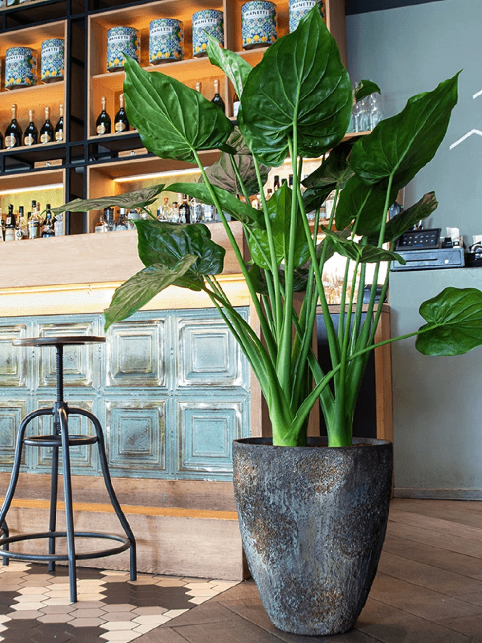 https://www.terrapalme.de/media/image/nk/Bernd-Oyster-Imperial-Pflanzvase-braun-Stimmungsbild.jpeg