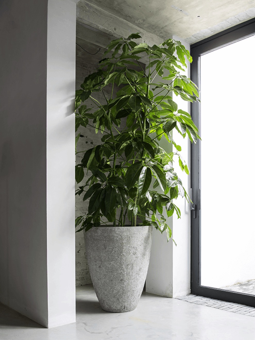 https://www.terrapalme.de/media/image/nk/Bernd-Oyster-Imperial-Pflanzvase-grau-Stimmungsbild.jpeg