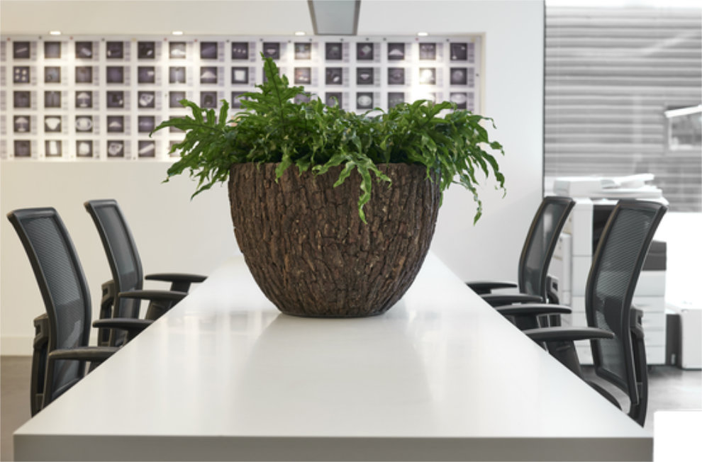 https://www.terrapalme.de/media/image/nk/Bosco-Bowl-Plus-Bark-Stimmungsbild.jpg