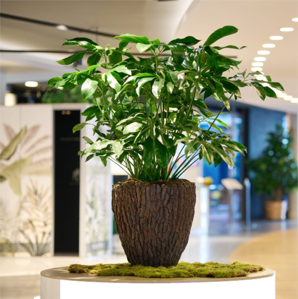 https://www.terrapalme.de/media/image/nk/Bosco-Pot-Merah-Bark-Stimmungsbild.jpg