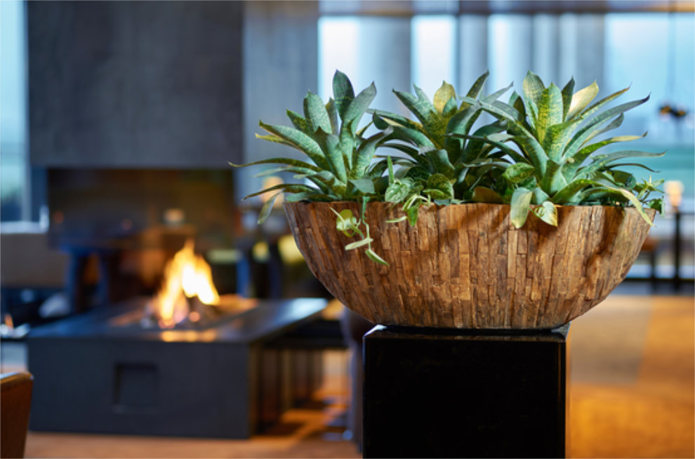 https://www.terrapalme.de/media/image/nk/Coconut-Bosco-Oval-Bark-Pflanzschale-Stimmungsbild-2.jpg