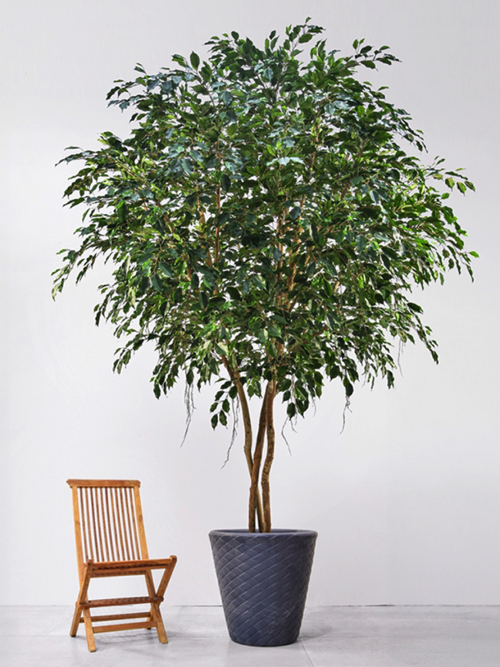 https://www.terrapalme.de/media/image/nk/Ficus-Exotica-Busch-Kunstbaum-feuerhemmend- Stimmungsbild.jpeg