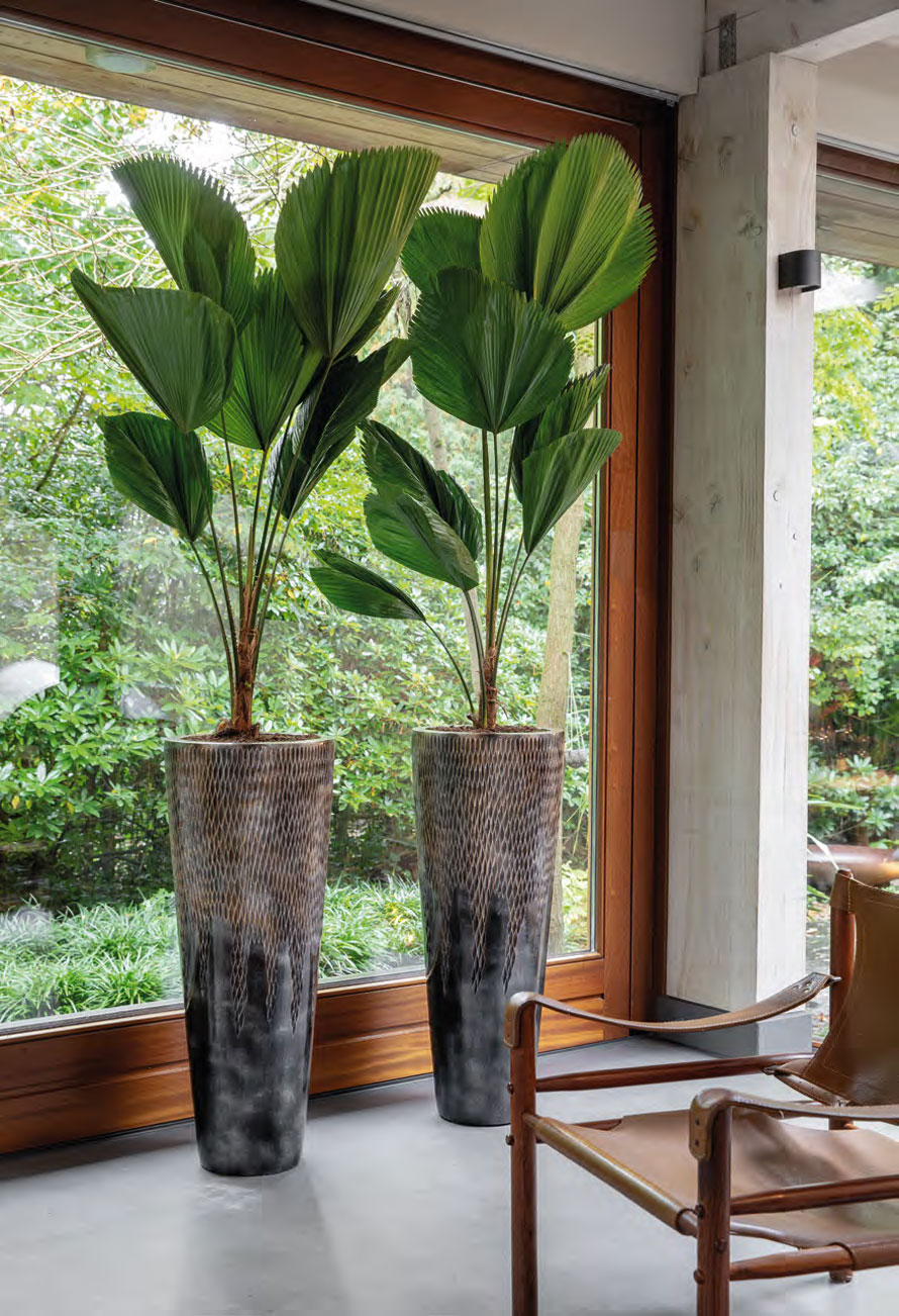 https://www.terrapalme.de/media/image/nk/Luxe-Lite-Universe-Comet-Partner-Straight-Bronze-Pflanzvase-Stimmungsbild.jpg