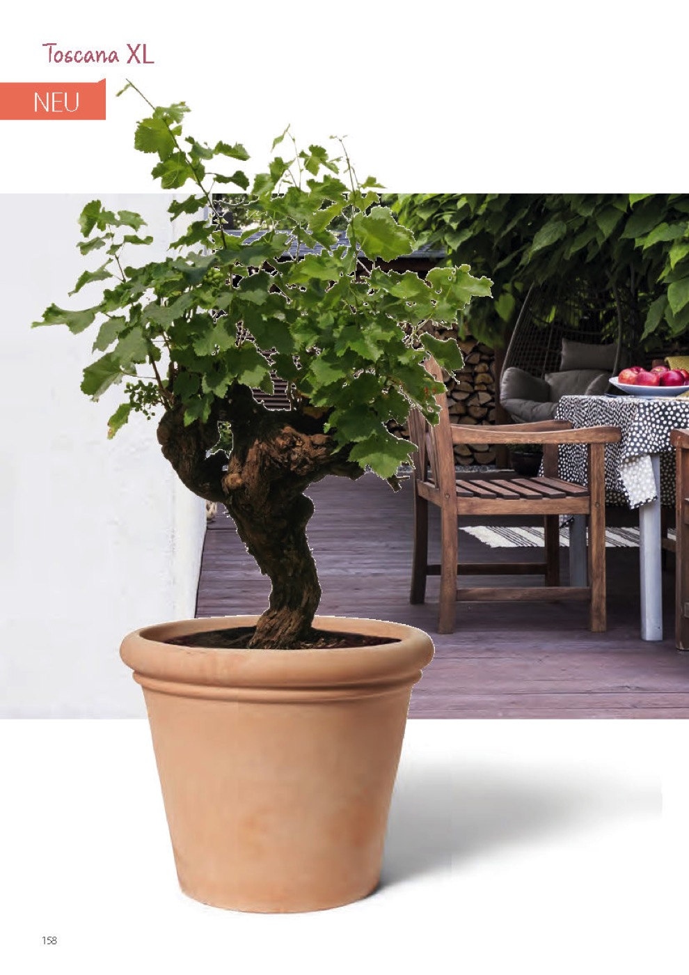 https://www.terrapalme.de/media/image/stimmungsbild/Katalog-Kirschke-2027_Seite_123.jpeg