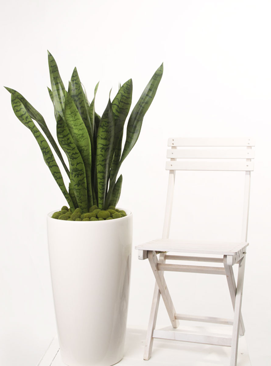 https://www.terrapalme.de/media/image/stimmungsbild/Sansevieria-green-Bogenhanf-Kunstpflanze-Stimmungsbild-1.jpg