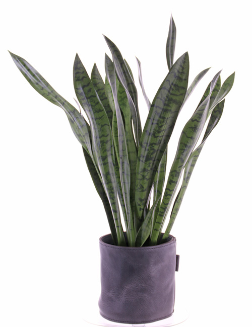 https://www.terrapalme.de/media/image/stimmungsbild/Sansevieria-green-Bogenhanf-Kunstpflanze-Stimmungsbild.jpg