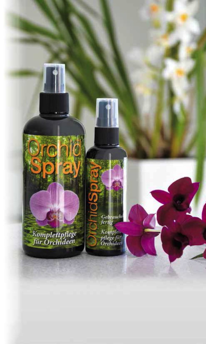 beebloom-Orchid-Spray-Stimmungsbild