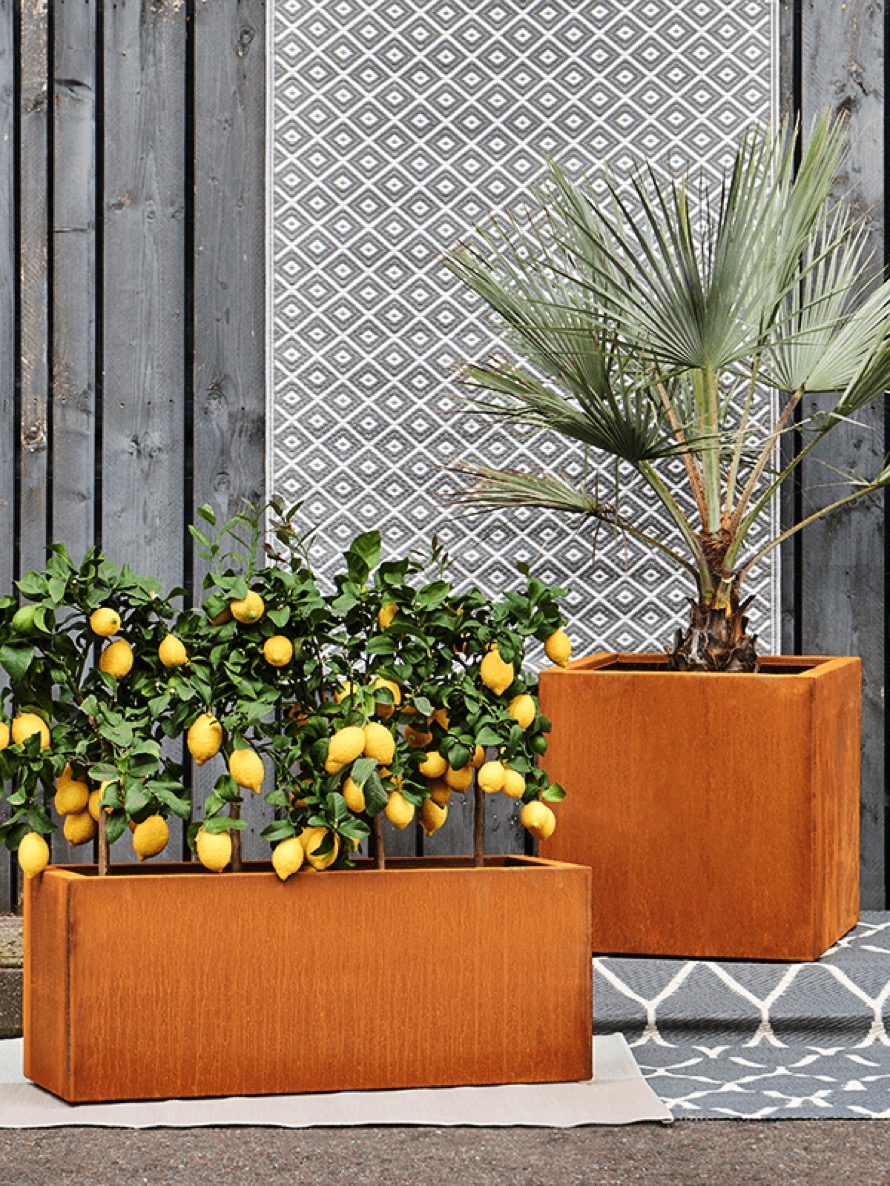 https://www.terrapalme.de/media/image/stimmungsbild/nk/citrus-calamondin-pflanzkasten-stimmungsbild.jpeg