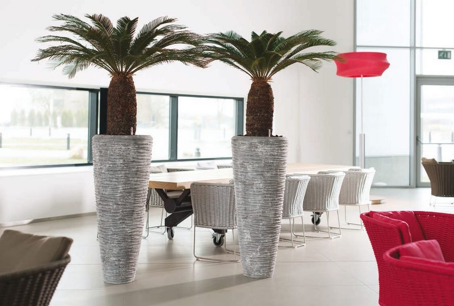 cycas-revoluta-polystone-pflanzvase-stimmungsbild