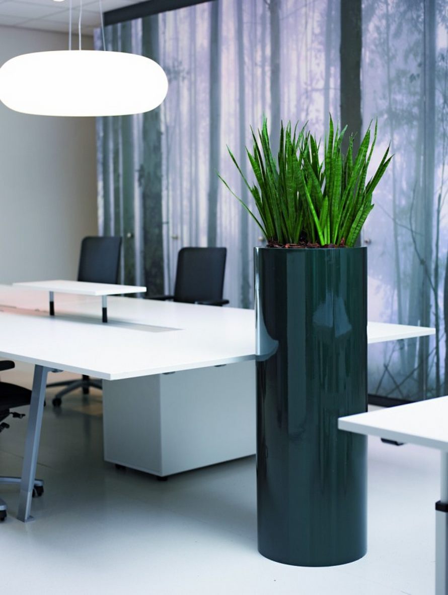 sansevieria-bogenhanf-pvc-sauele-stimmungsbild