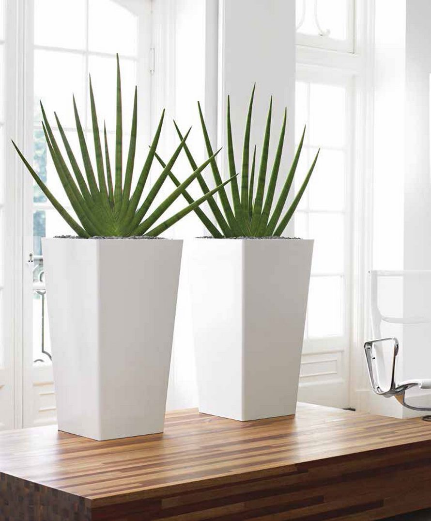 sansevieria-cylindrica-bogenhanf-finger-stimmungsbild