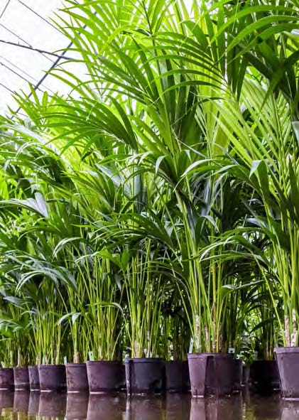 https://www.terrapalme.de/media/images/Kentia-Hydrokultur-Pflanzen.jpg