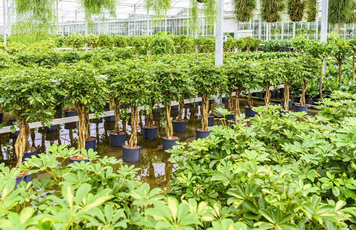 https://www.terrapalme.de/media/images/Schefflera-Hydrokultur-Pflanzen.jpg